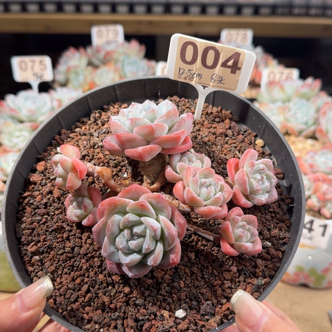 004号冰玉群生老桩8头
