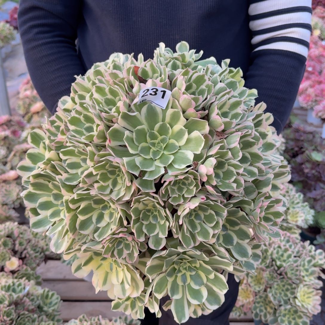 231白凤多肉植物