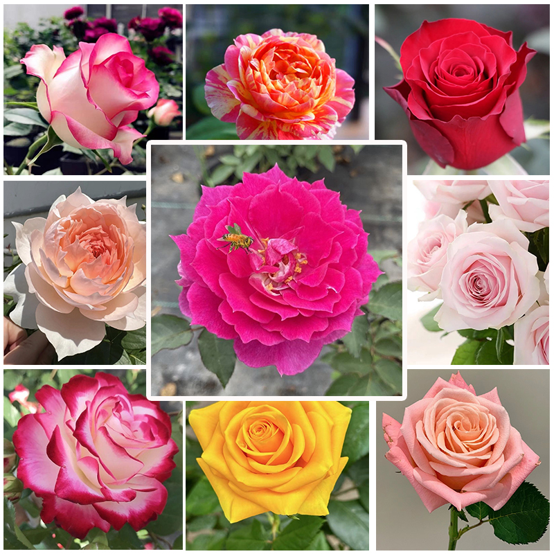 月季小苗品种随机