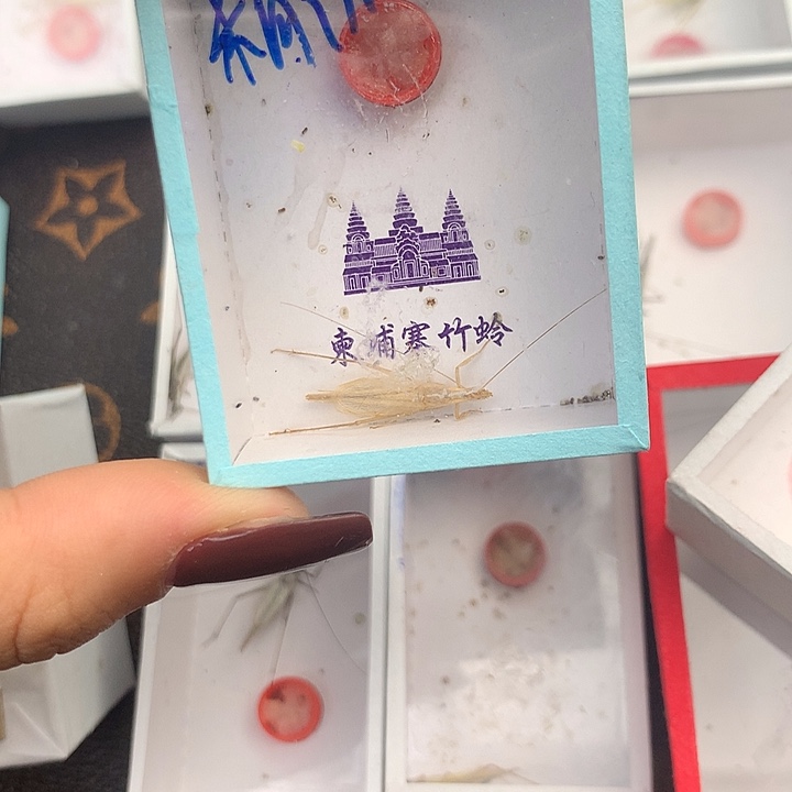 精品超大柬埔寨竹蛉一只