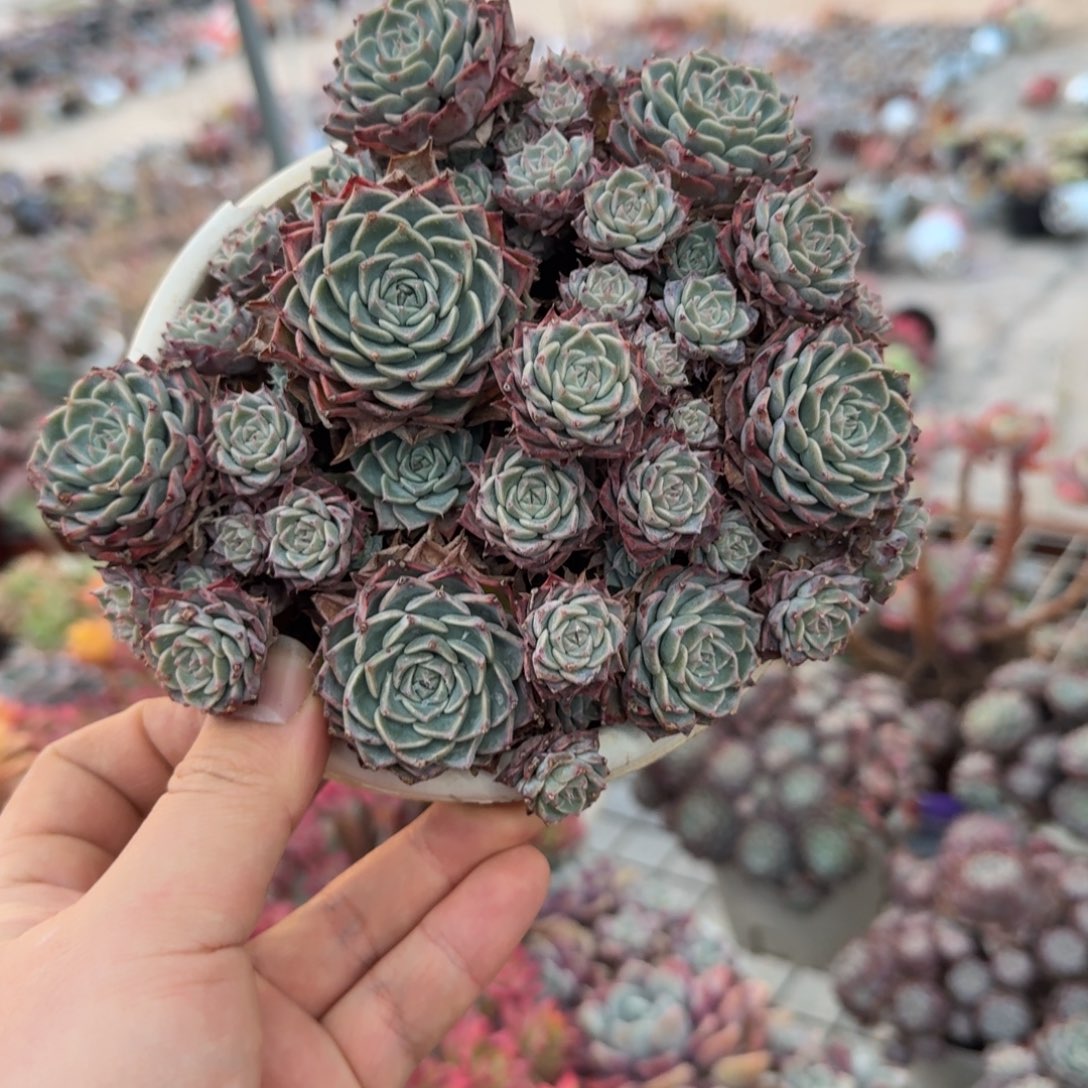 原始海滨格瑞带盆土