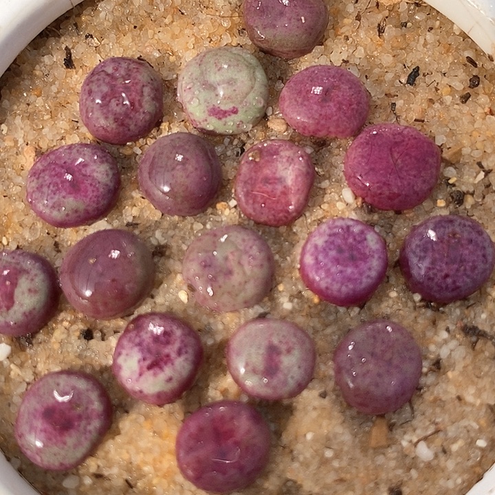 单头427小红嘴一颗