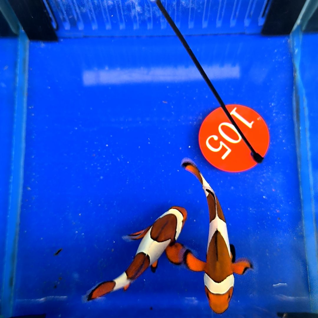 海水鱼公子5配6/运40/2-12-105