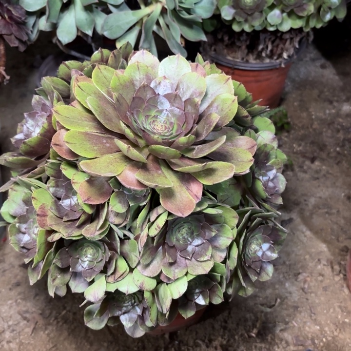 多肉植物法师万圣节拉丝8