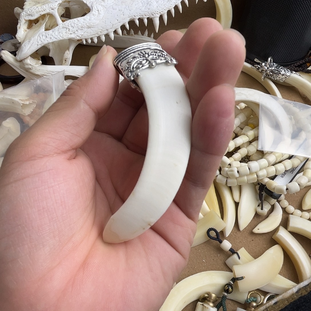 猪牙手串/手链猪牙獠牙