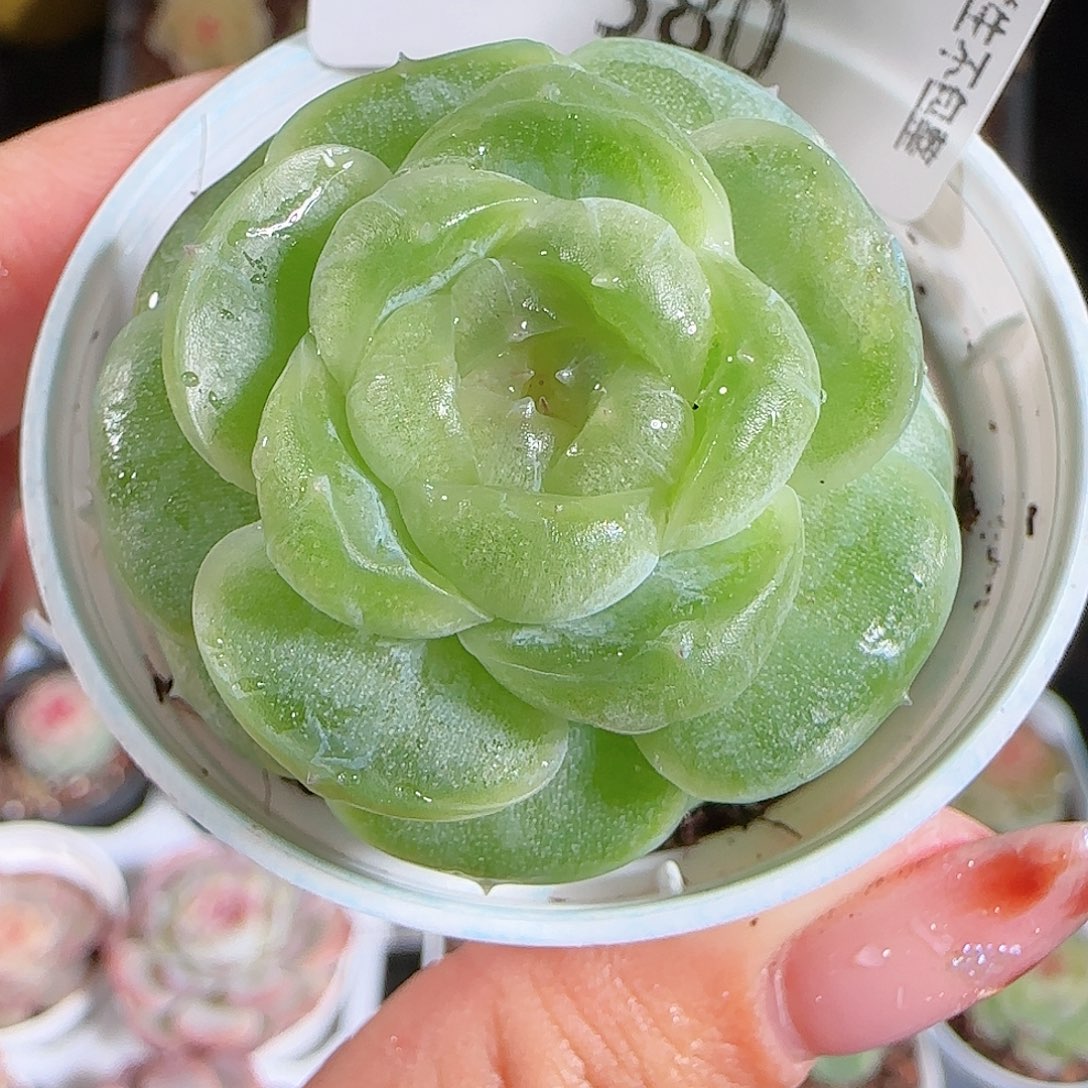 1206-580流光多肉群生不包整