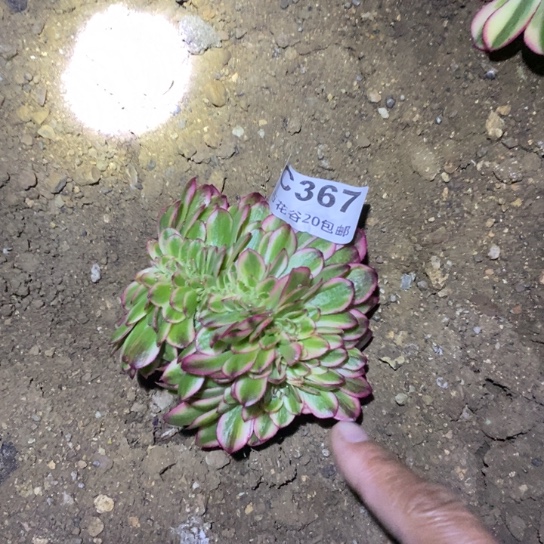 367倾城缀多肉植物