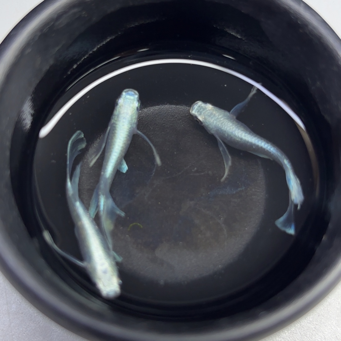 青鳉鱼002。天使之翼3 条