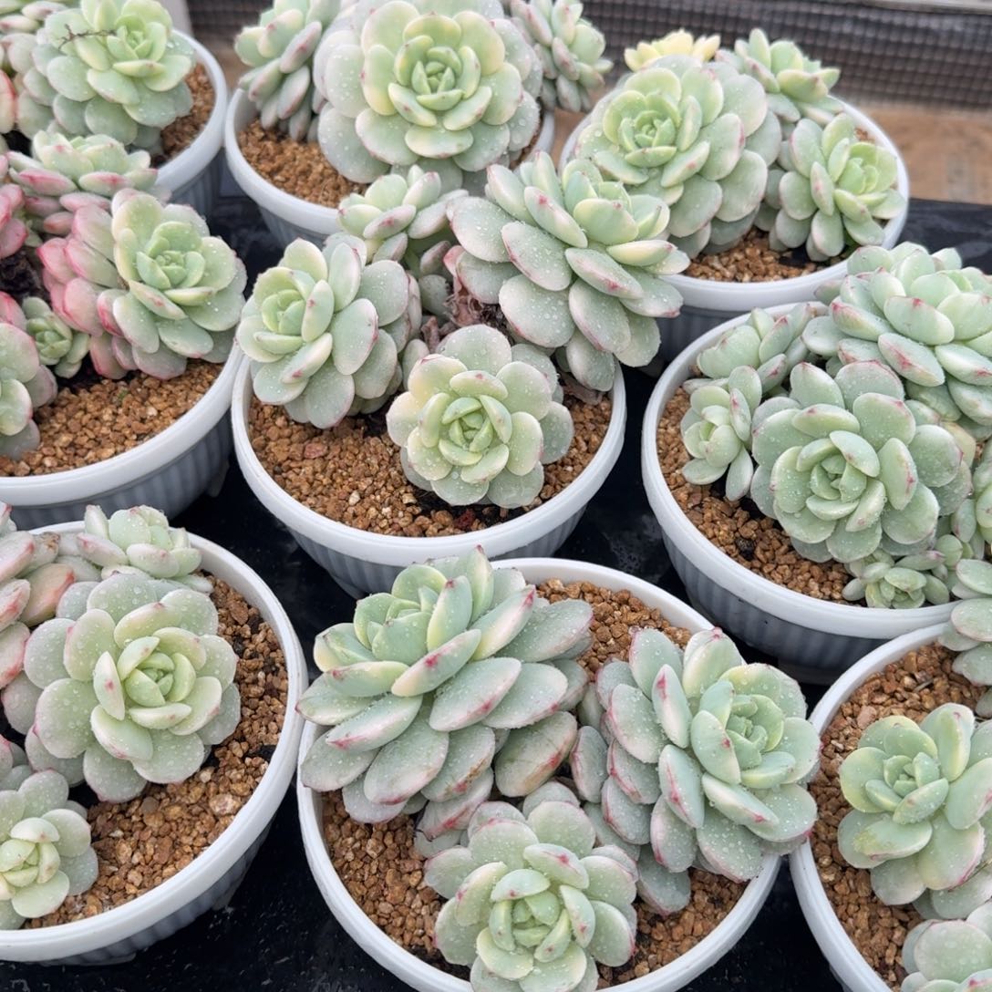 香草锦群，多肉锦多肉