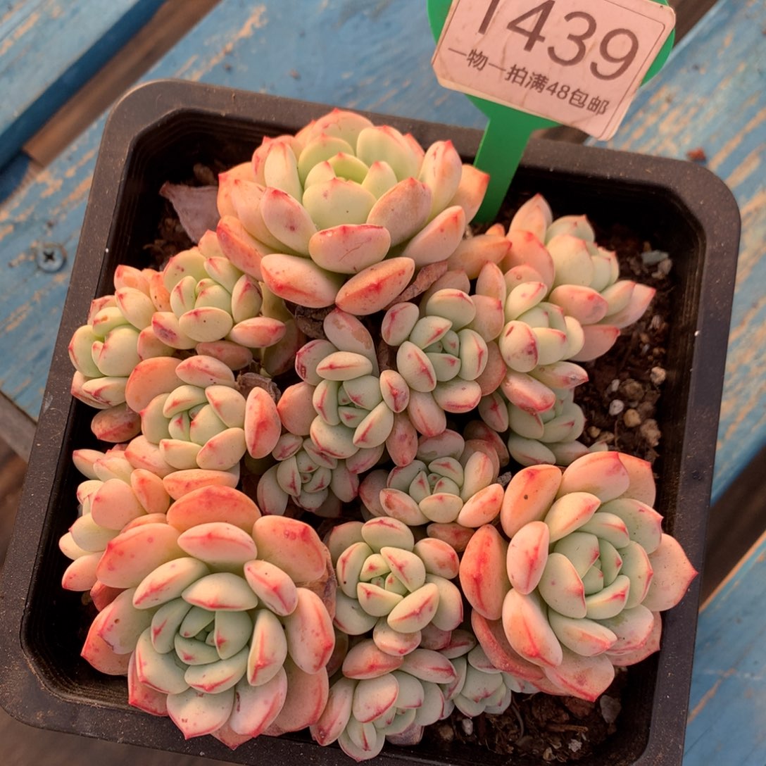 香草老桩一物一拍