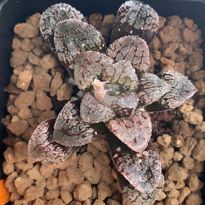 摩多寿一物一拍带盆