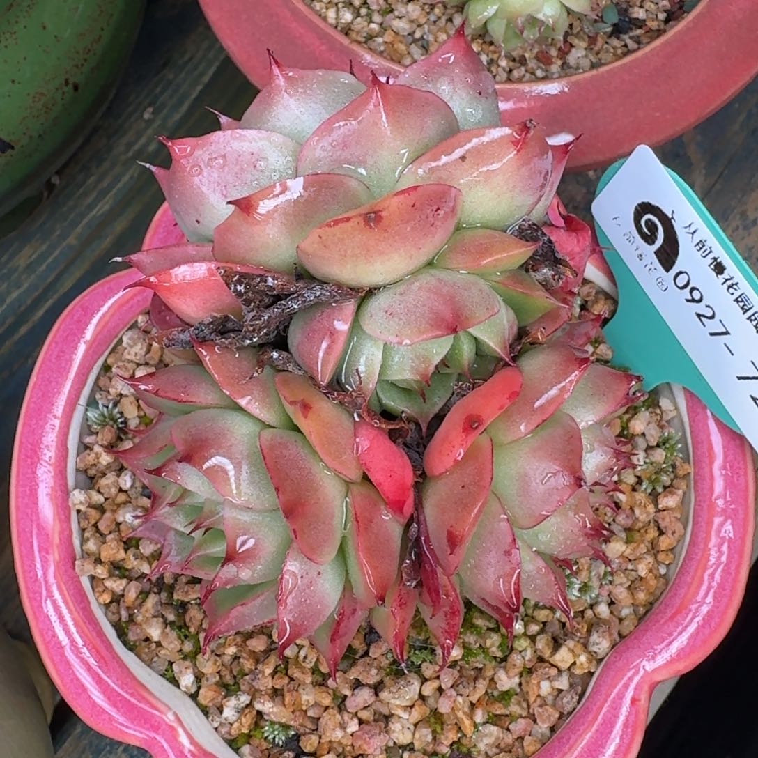 从前慢多肉精选编号0927.72