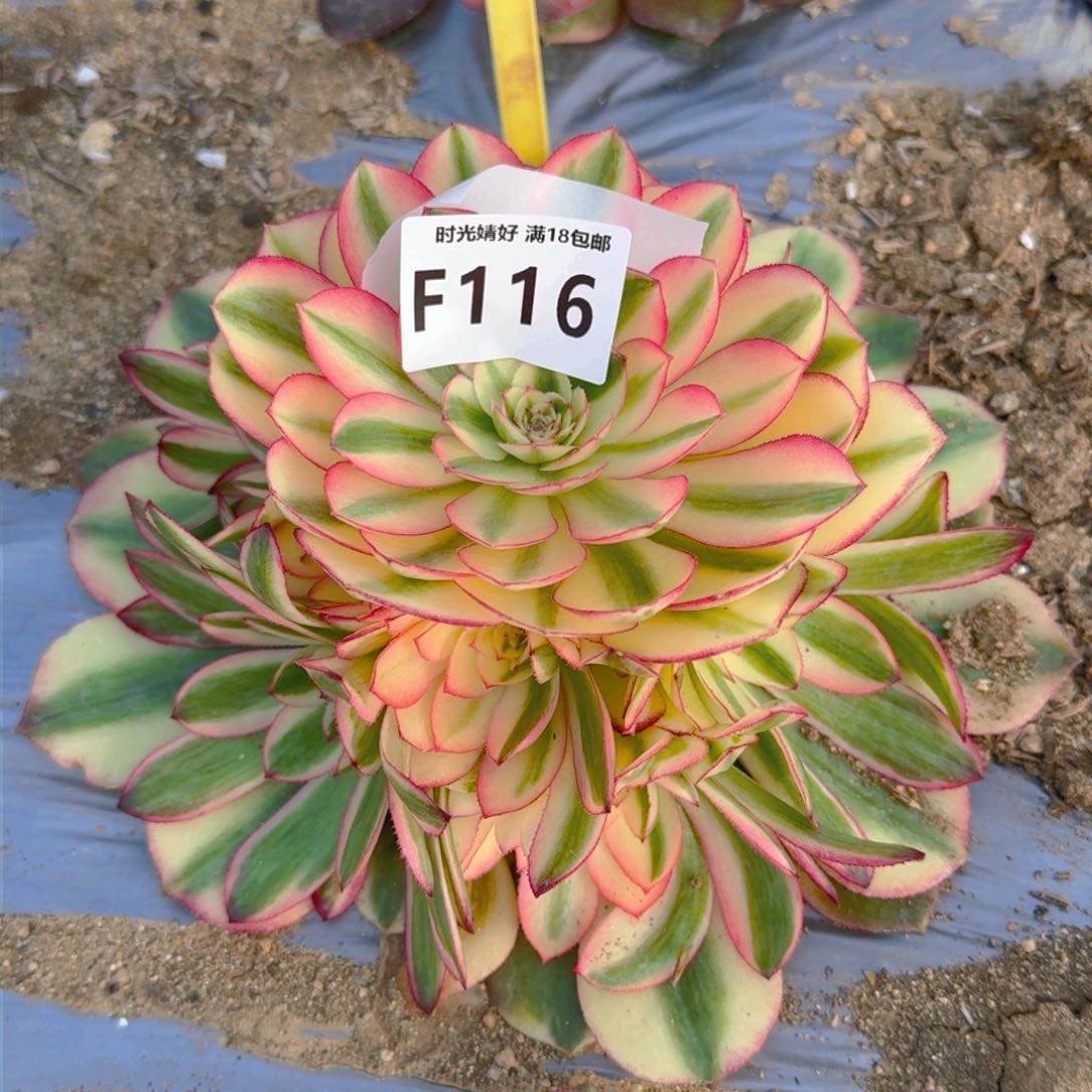 116粉荔枝寄养到秋