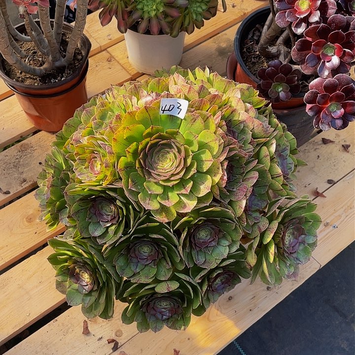 万圣节拉丝法师一个403号