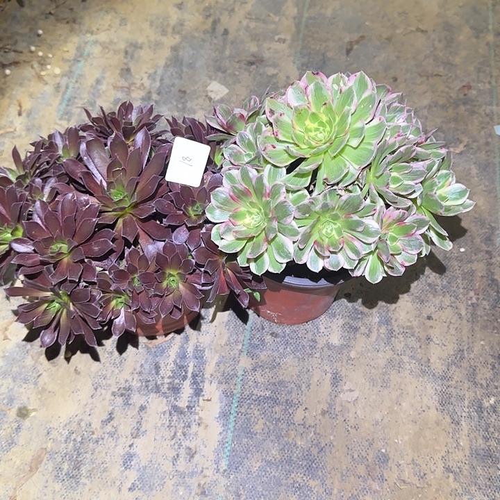 一物一拍侧枝不包81