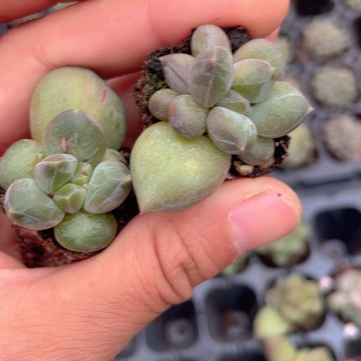 乌拉克拉随机发5颗满18包邮