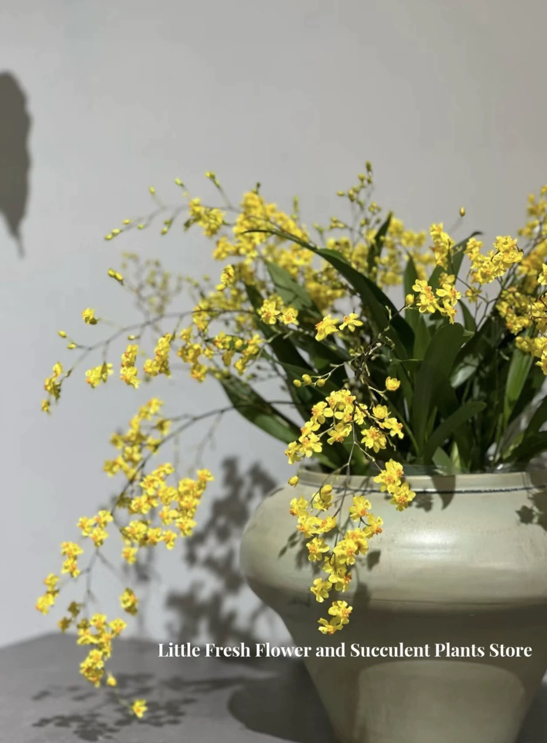 文心兰盆栽带花苞名贵兰花苗阳台植物四季好养活