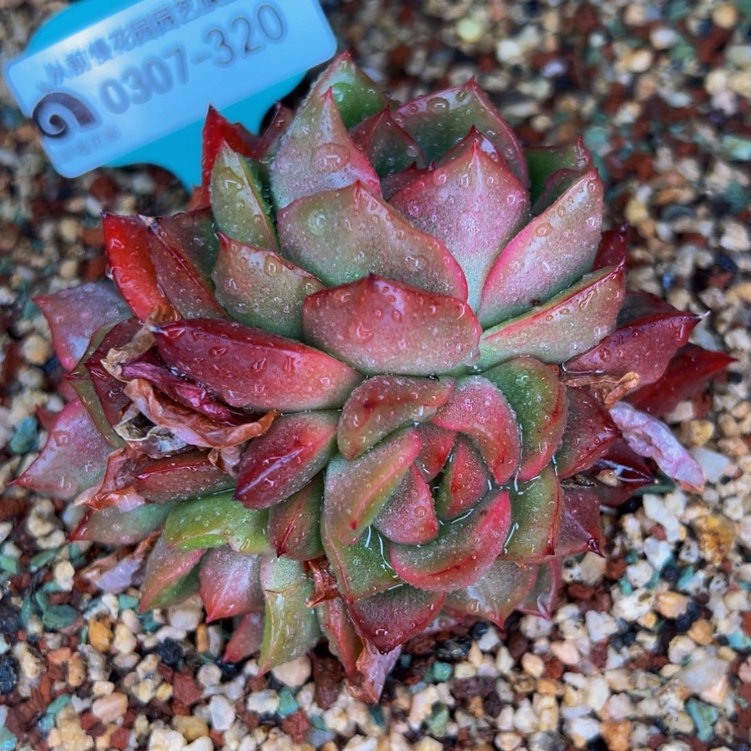 从前慢多肉精选编号0307.320