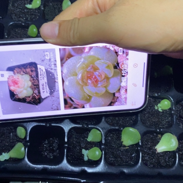 紫烟810芽苗一个多肉