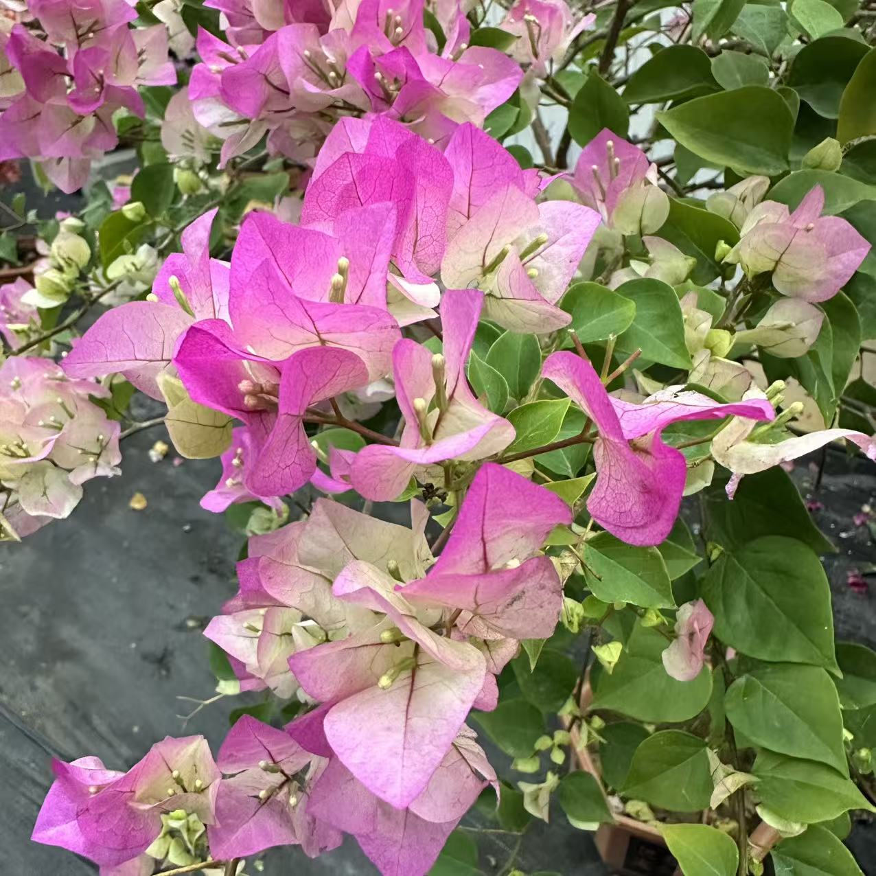绿樱三角梅花卉勤花四季开花原盆原土售卖