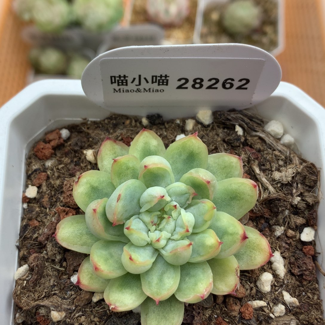 多肉植物冰天使锦