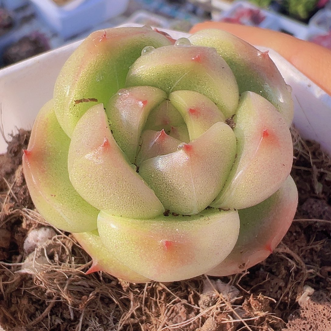 灯泡珍妮19包邮多肉