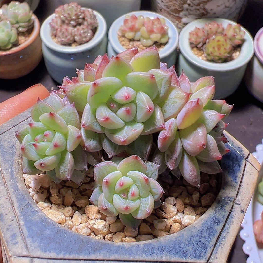 格*新品，多肉植物