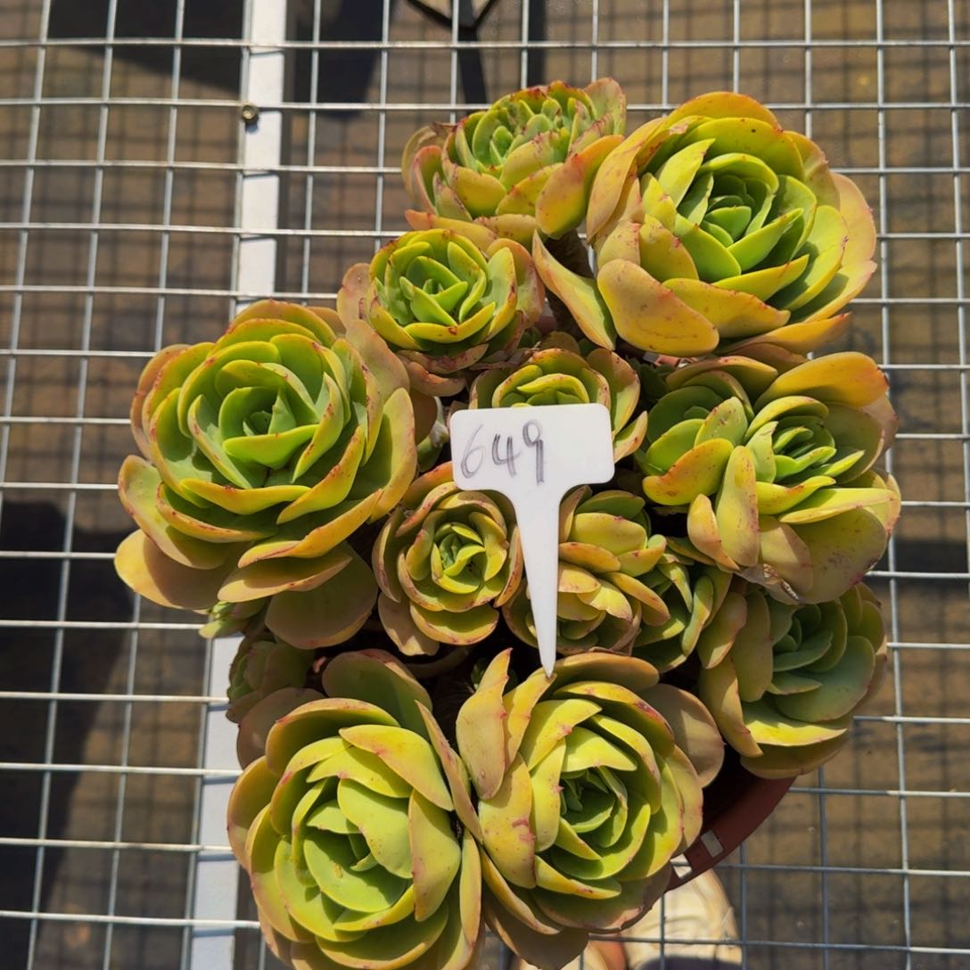 649碧桃肉肉肉肉肉