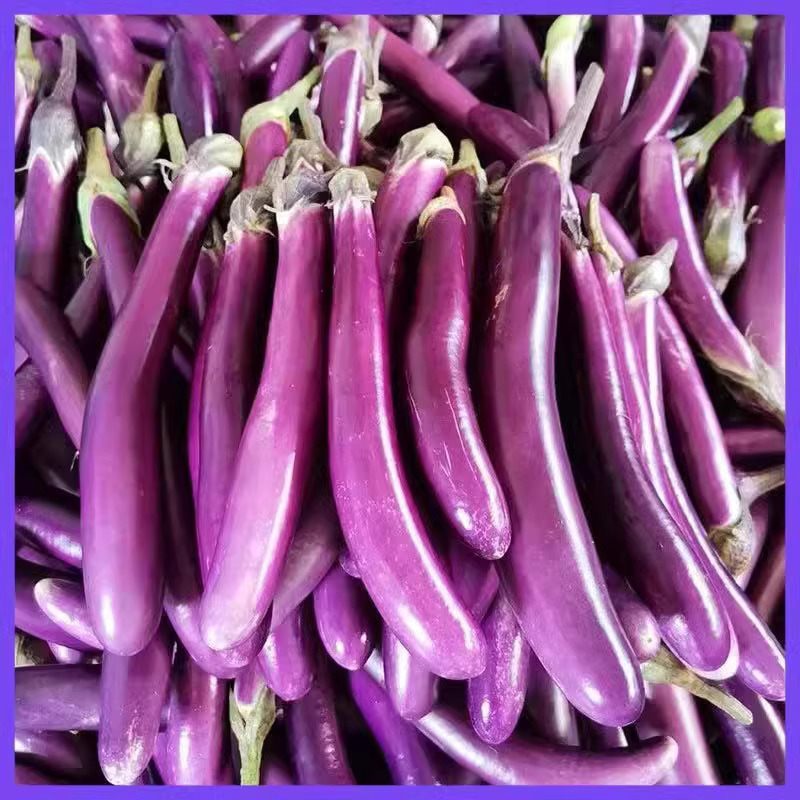 【全店满5包包邮】杭茄种子高产线茄种子四季蔬菜种籽茄子种籽