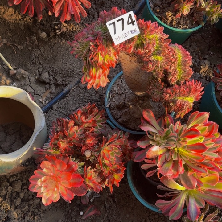 c*舞天姬花29-30包邮花花