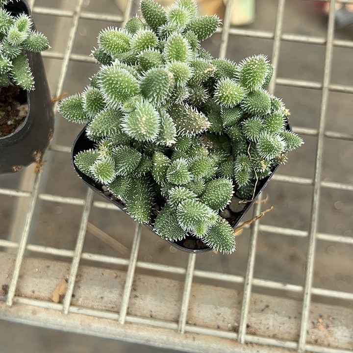 我也不知道我为什么要这样