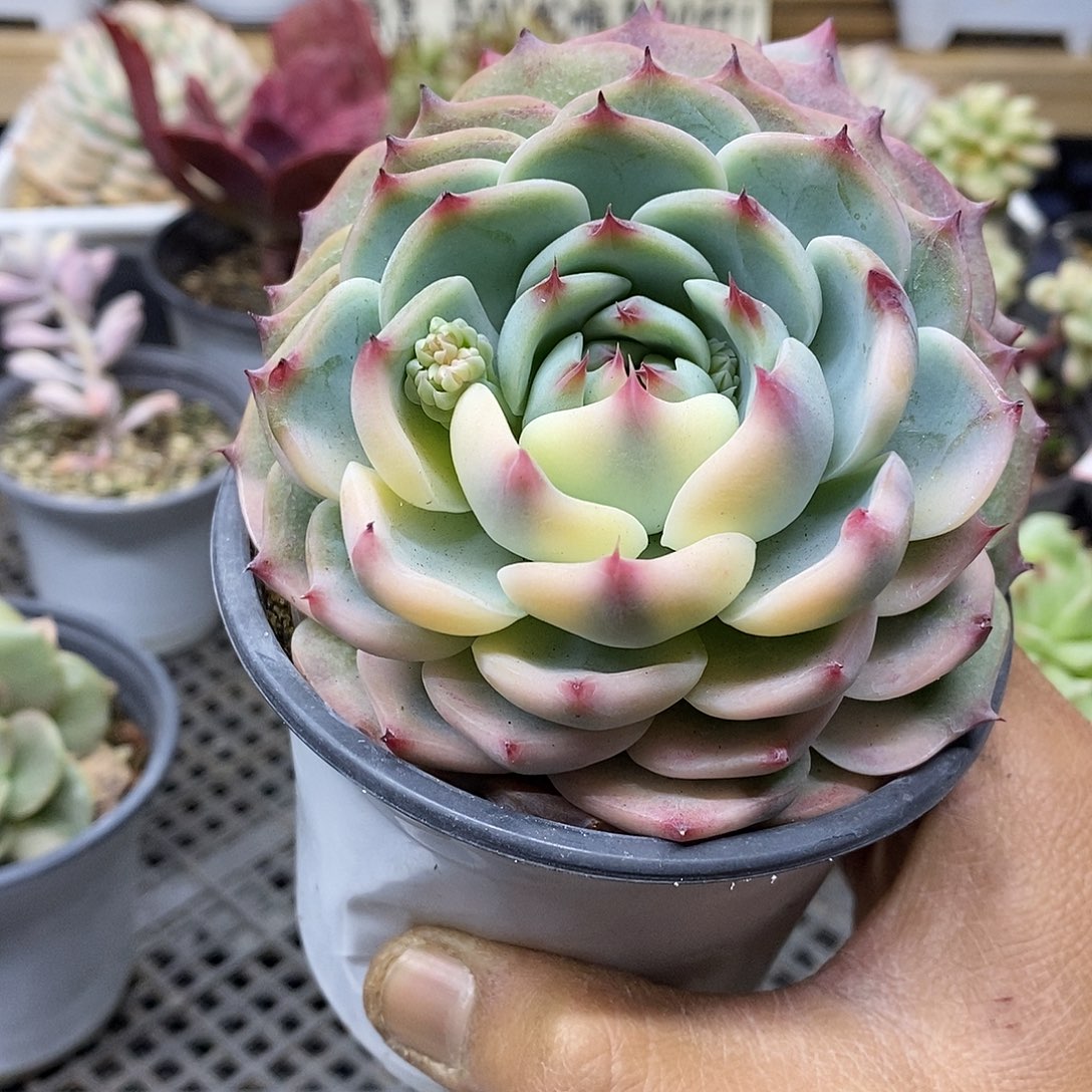 0180 福利吉娃娃锦 不售后