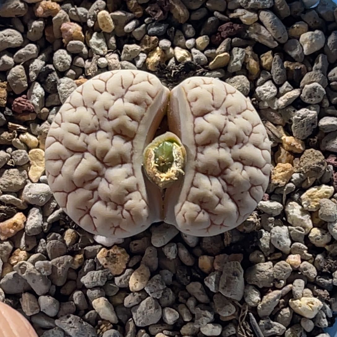 0682白底脑纹凹凸连纹189尺寸3.0