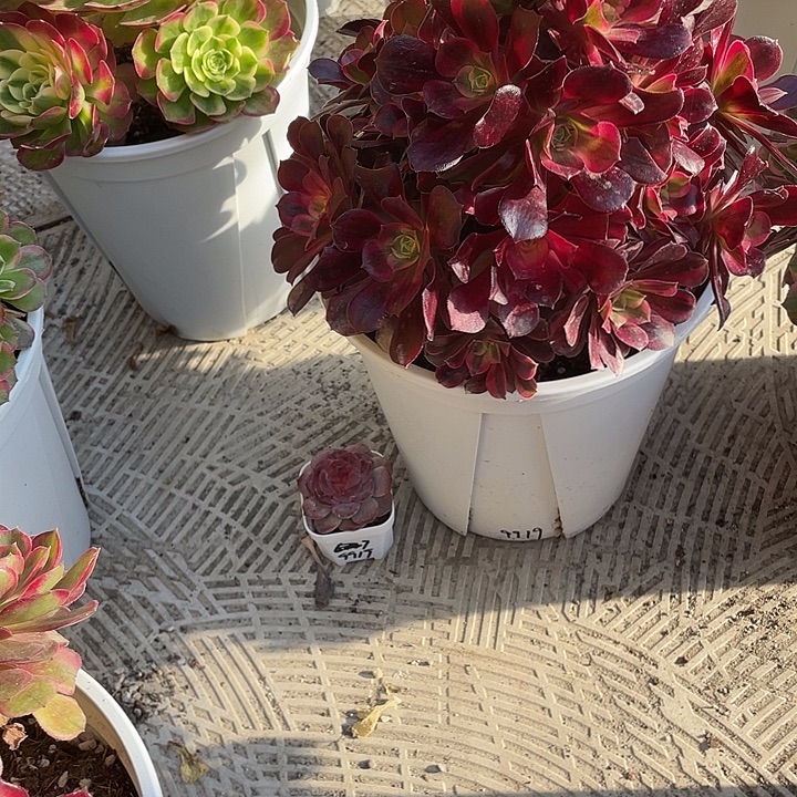 L***এ美杜莎加雪芙蓉多肉