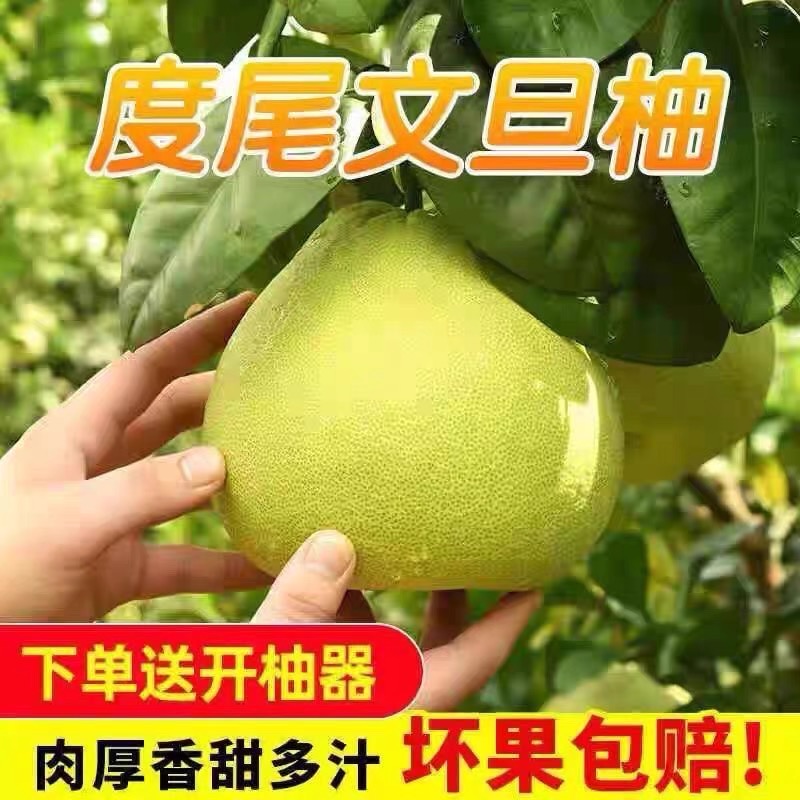 福建仙游度尾柚子莆田当季时令新鲜蜜柚红心正宗红心柚子大果