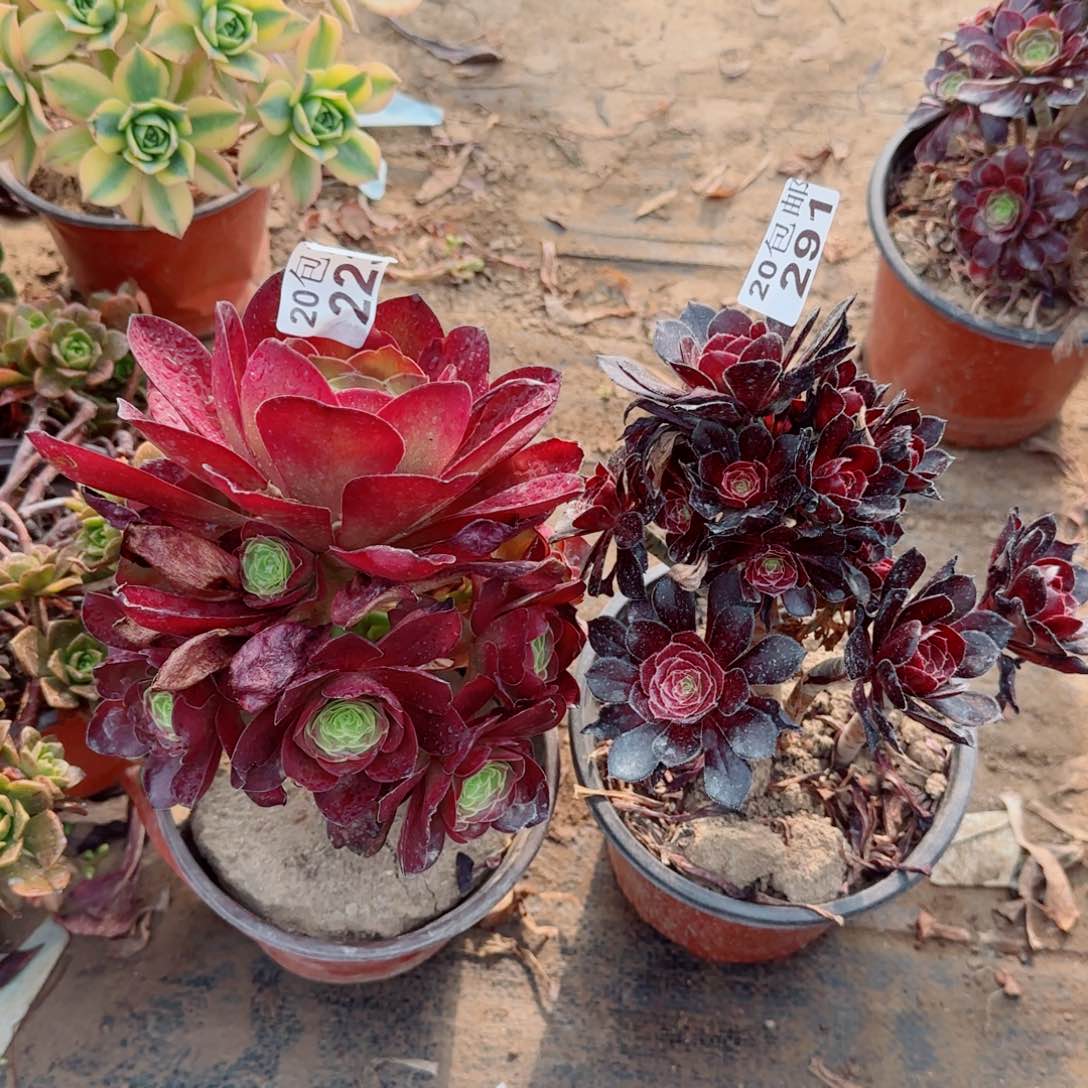 多肉223+291满20包邮断枝不包