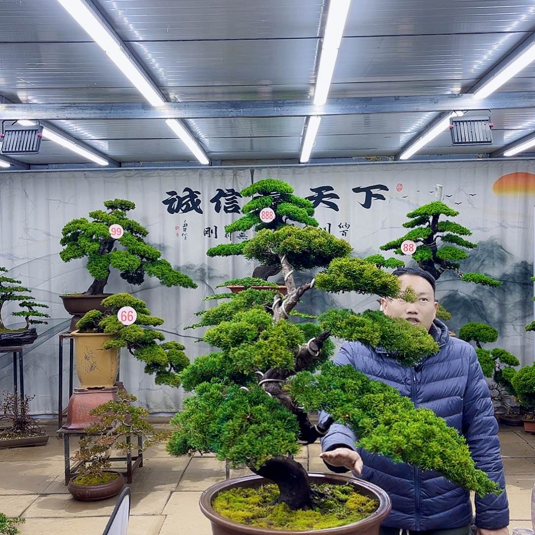 无花朵精品盆景专场直播大放漏