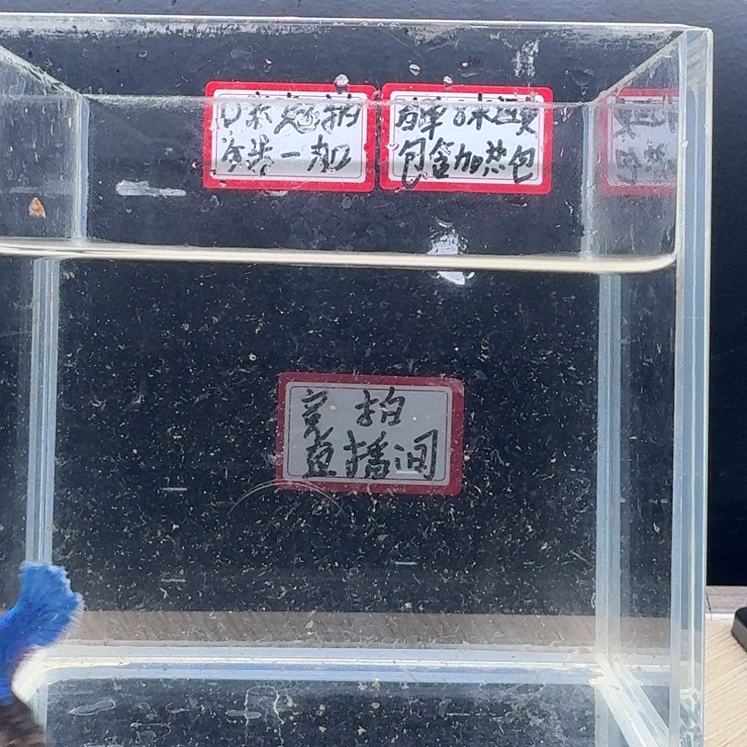 斗鱼泰国斗鱼母鱼