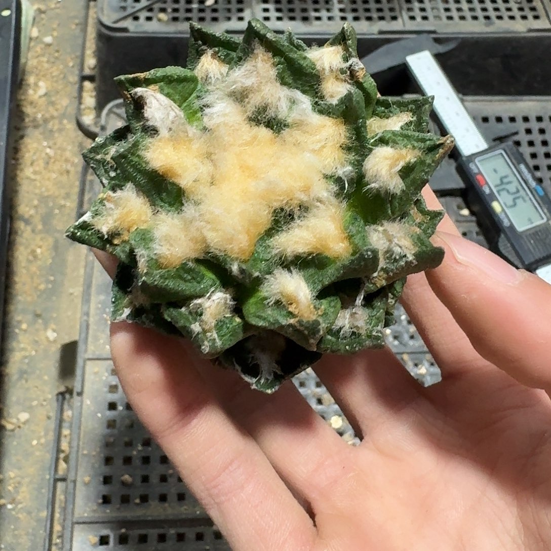 224号仙人球有根了