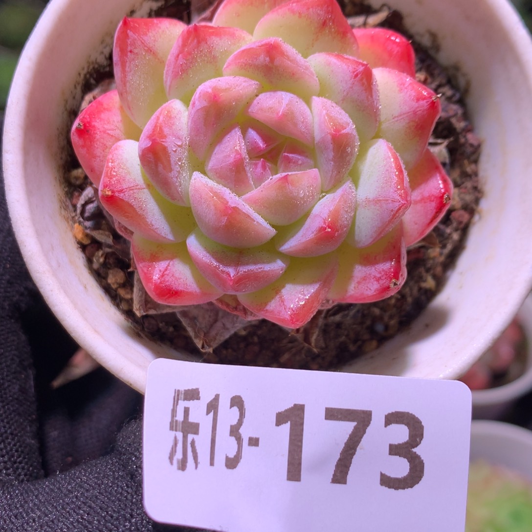 乐然13-173 白桃汽水 