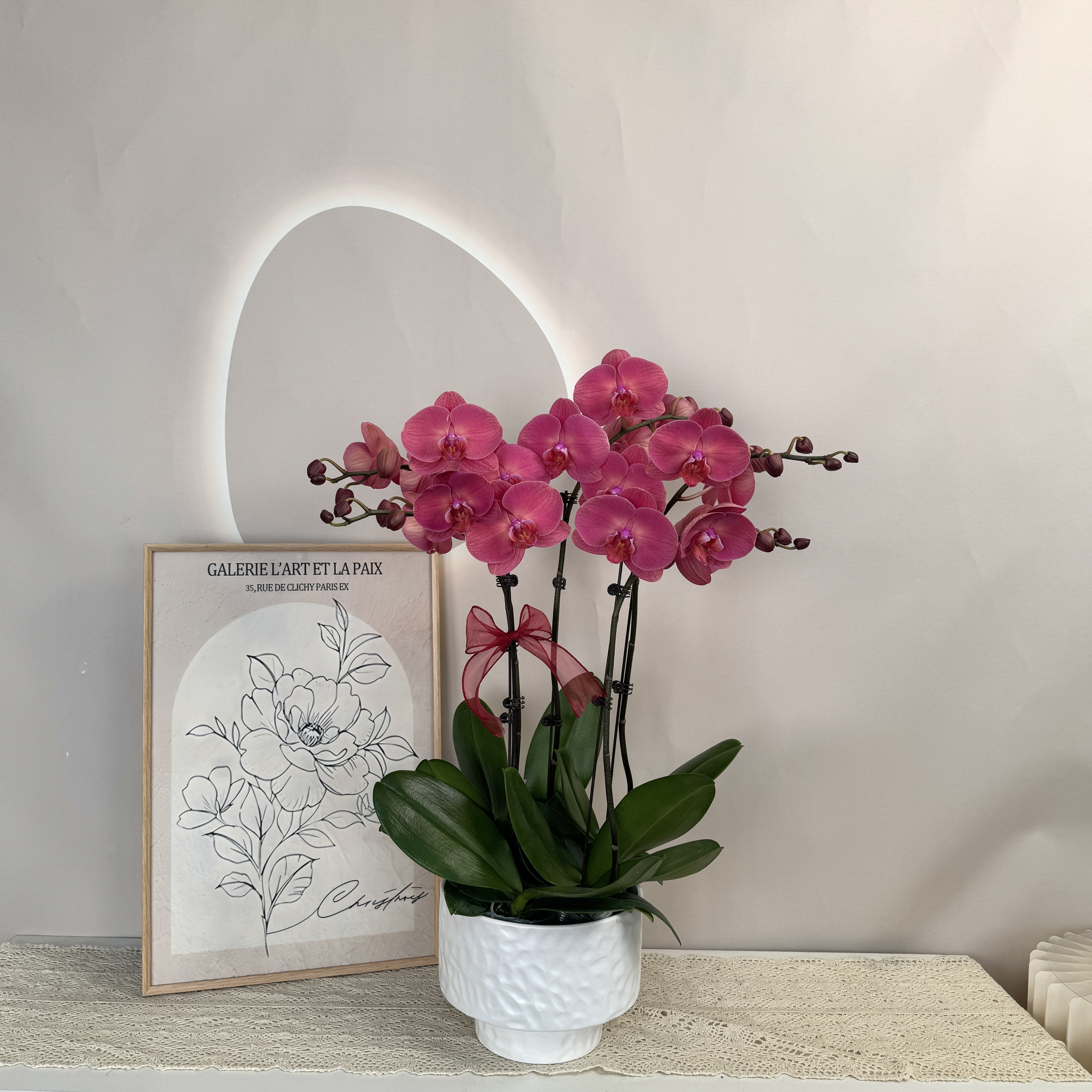 【金砖】蝴蝶兰复古正红色 乔迁新居送人送礼 客厅卧室装饰花