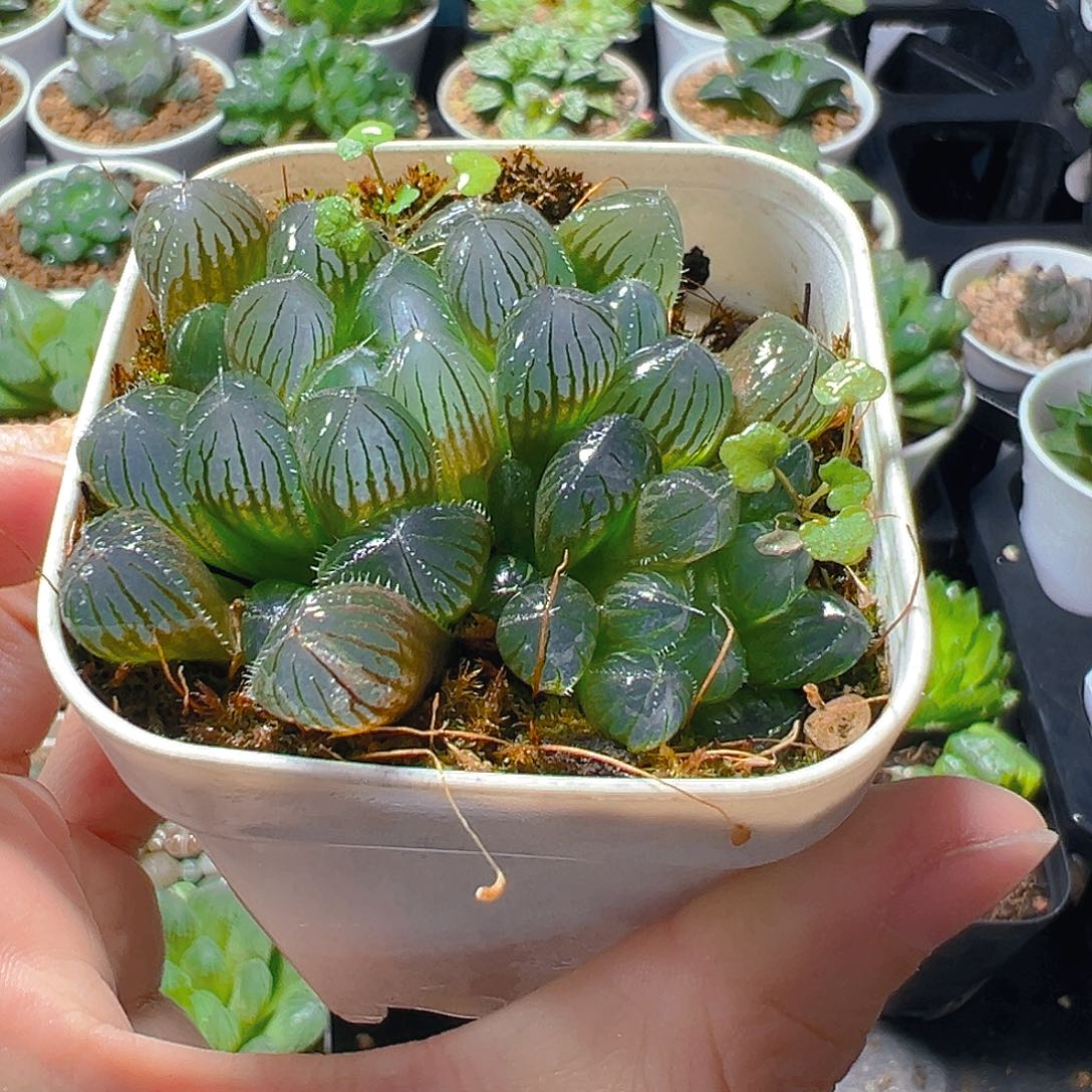 蓝镜玉露多肉植物一颗