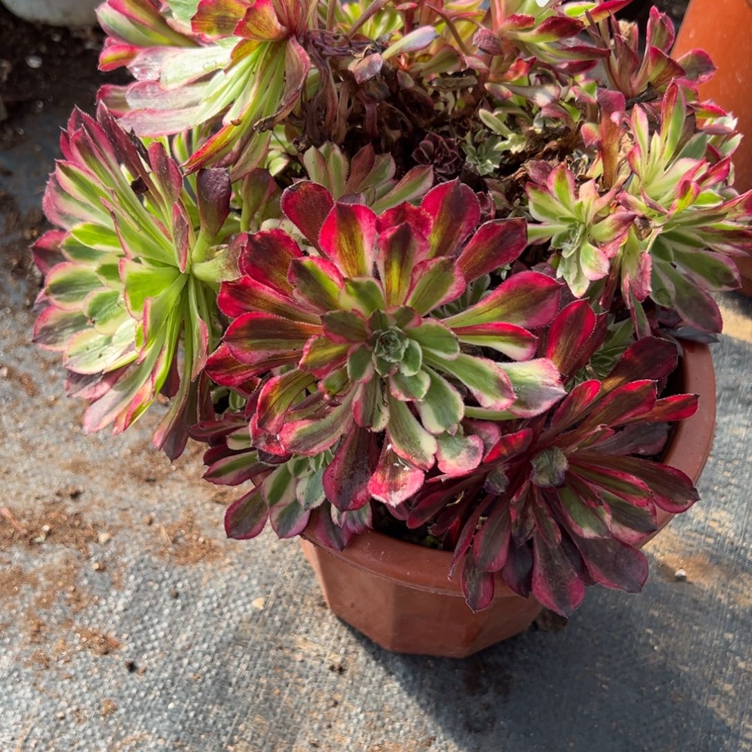 5同花顺多肉仔细一看