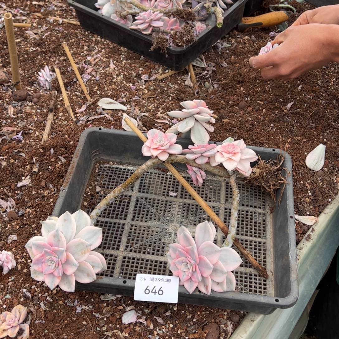 646紫乐锦老桩多肉植物