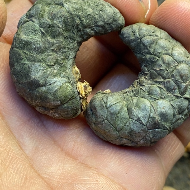 吊坠桃核娜姐真的82