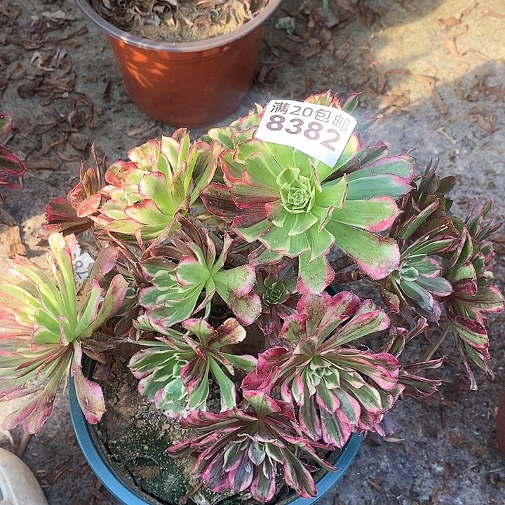 8382 一颗同花顺法师