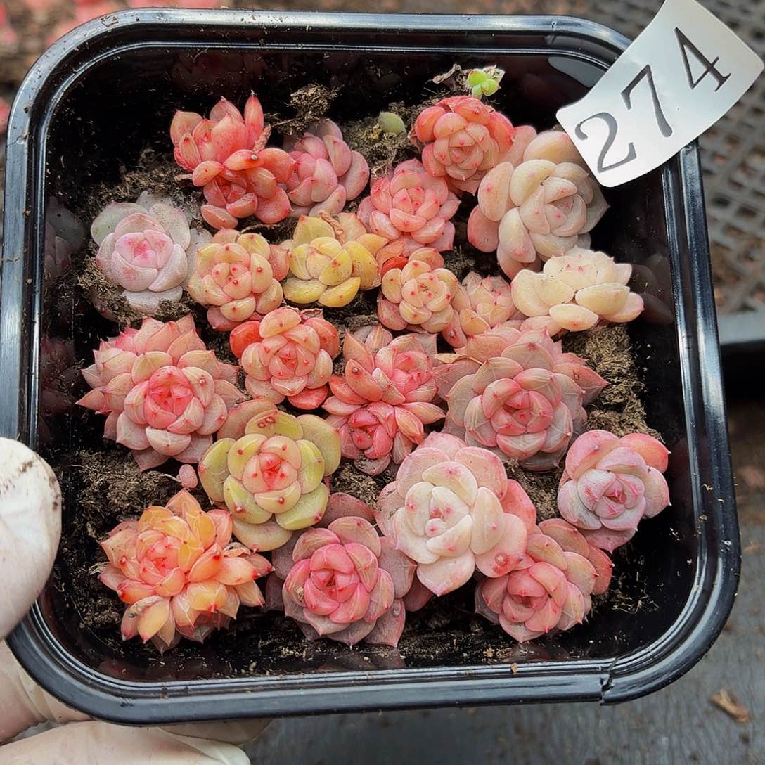 多肉植物多肉植物274