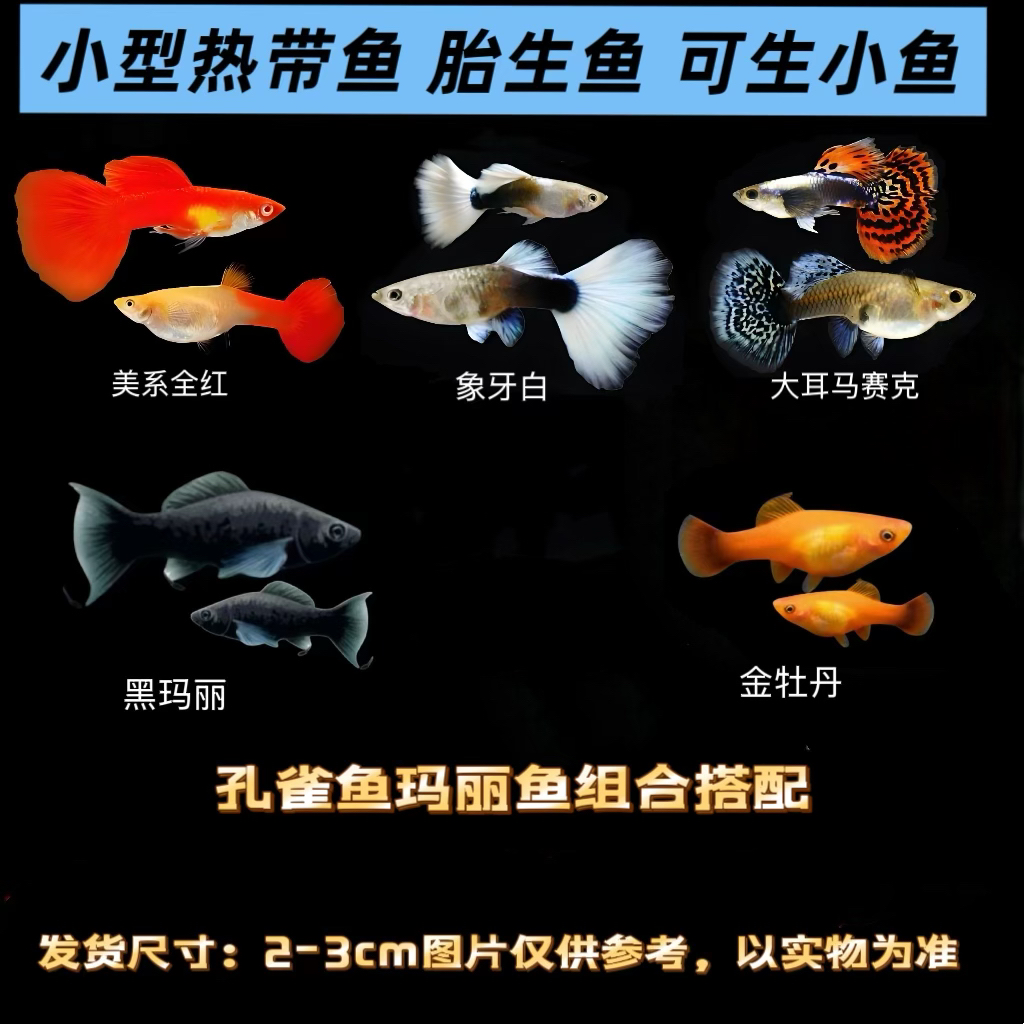 精品孔雀玛丽鱼组合观赏鱼活体好养耐活适合繁殖