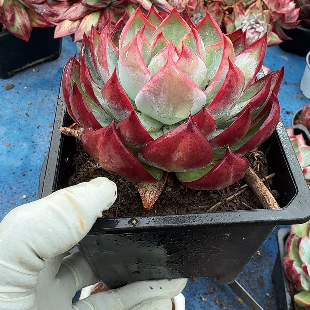 惊鸿惊鸿惊鸿 8 公分内勾