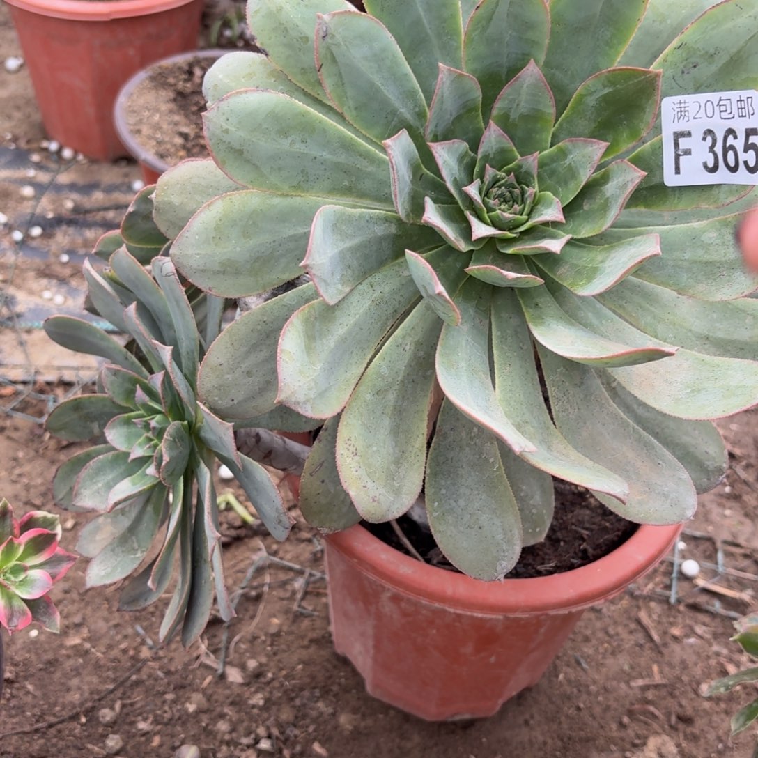 365多肉植物捧花的时候